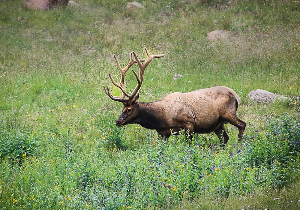 Elk Hunting